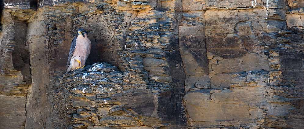 Lanner Falcon on cliff